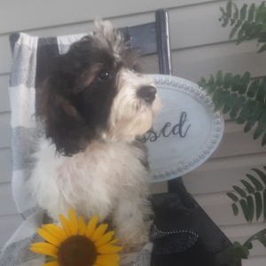 Cavachon Puppy Forest