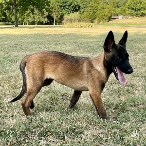 Belgian Malinois Puppy Gypsee