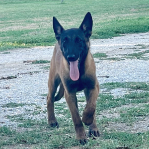 Belgian Malinois Puppy Gypsee