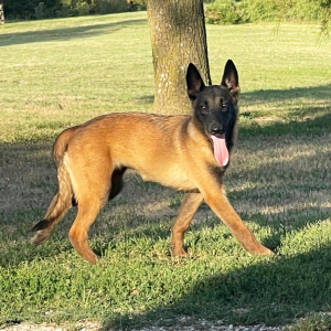 Belgian Malinois Puppy Gypsee