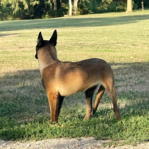 Belgian Malinois Puppy Gypsee