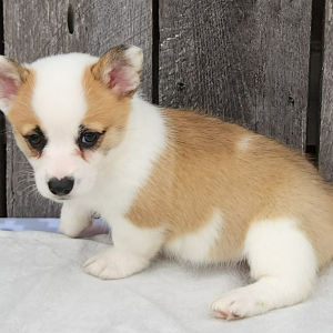 Pembroke Welsh Corgi Puppy Edna