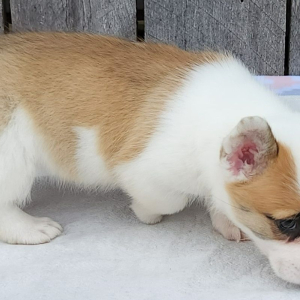 Pembroke Welsh Corgi Puppy Edna