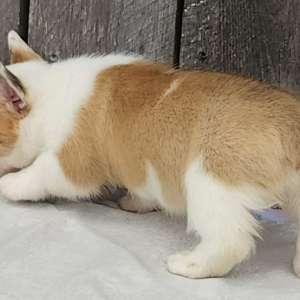 Pembroke Welsh Corgi Puppy Edna