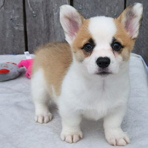 Pembroke Welsh Corgi Puppy Edna