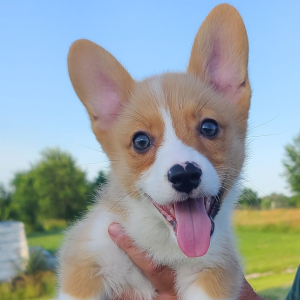 Pembroke Welsh Corgi Puppy Stumpy