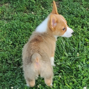 Pembroke Welsh Corgi Puppy Stumpy