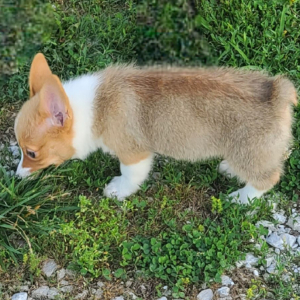 Pembroke Welsh Corgi Puppy Stumpy