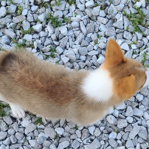 Pembroke Welsh Corgi Puppy Stumpy