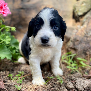 English Springer Spaniel Puppy Mico