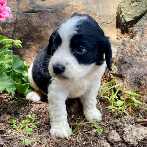 English Springer Spaniel Puppy Mico
