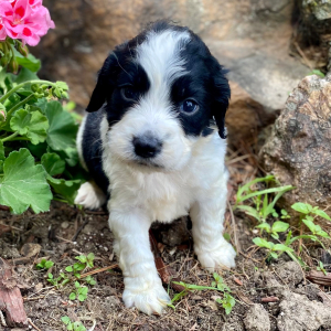English Springer Spaniel Puppy Mico