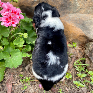 English Springer Spaniel Puppy Mico