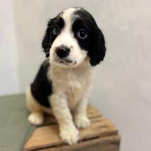 English Springer Spaniel Puppy Mico