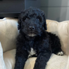 Poodle Puppy Rooney