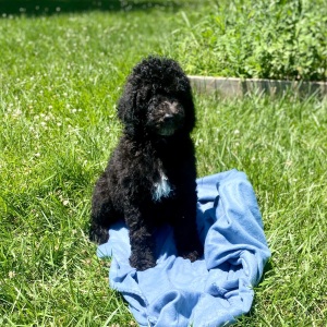 Poodle Puppy Rooney
