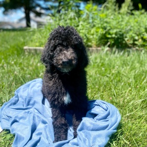 Poodle Puppy Rooney