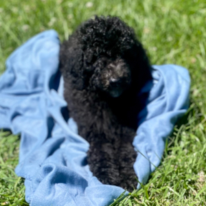 Poodle Puppy Rooney