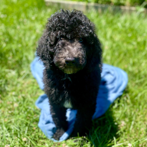 Poodle Puppy Rooney
