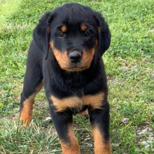 Rottweiler Puppy Angel