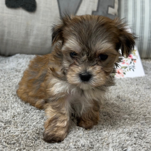 Yorkshire Terrier Puppy Princess