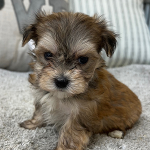 Yorkshire Terrier Puppy Princess
