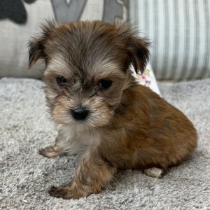 Yorkshire Terrier Puppy Princess