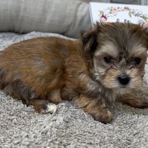 Yorkshire Terrier Puppy Princess