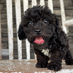 Bichonpoo Puppy Al