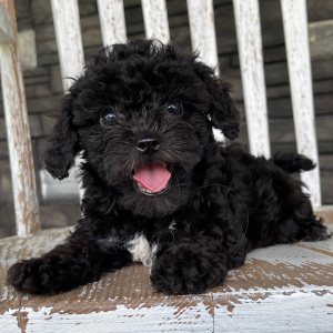 Bichonpoo Puppy Al