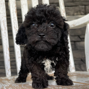 Bichonpoo Puppy Al