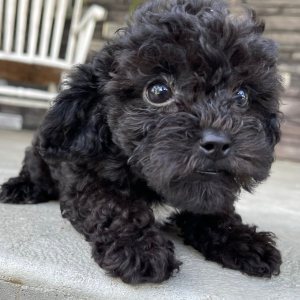 Bichonpoo Puppy Al
