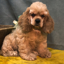 Cocker Spaniel Puppy Shawshank