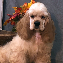 Cocker Spaniel Puppy Shawshank