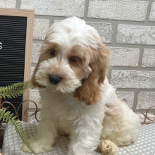 Cockapoo Puppy Ben