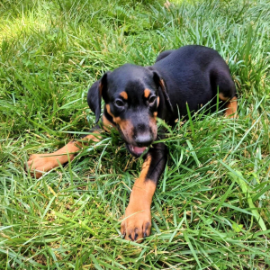 Doberman Pinscher Puppy Dallas