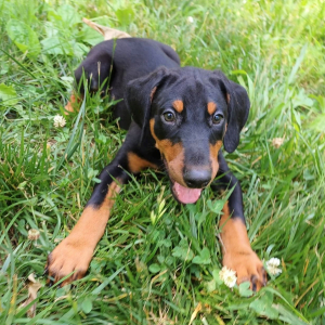 Doberman Pinscher Puppy Dallas
