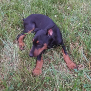Doberman Pinscher Puppy Dallas