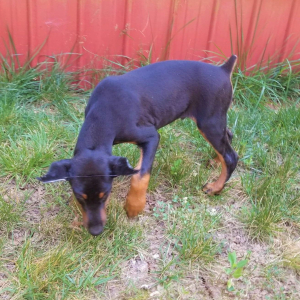 Doberman Pinscher Puppy Dallas