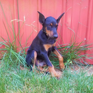 Doberman Pinscher Puppy Dallas