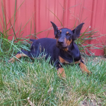 Doberman Pinscher Puppy Dallas