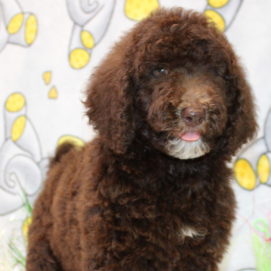Goldendoodle Puppy Champ