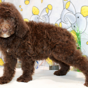 Goldendoodle Puppy Champ
