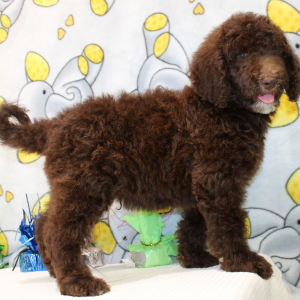 Goldendoodle Puppy Champ