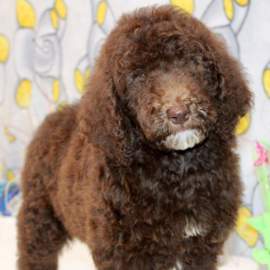 Goldendoodle Puppy Champ
