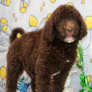 Goldendoodle Puppy Champ