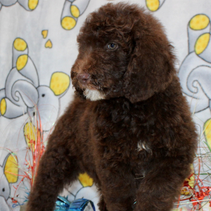 Goldendoodle Puppy Champ
