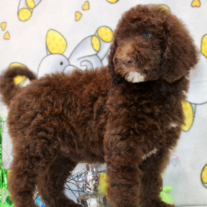 Goldendoodle Puppy Champ