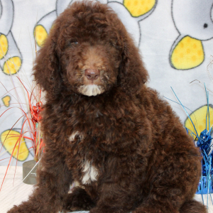 Goldendoodle Puppy Champ