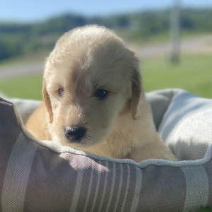Labradoodle Puppy Burley